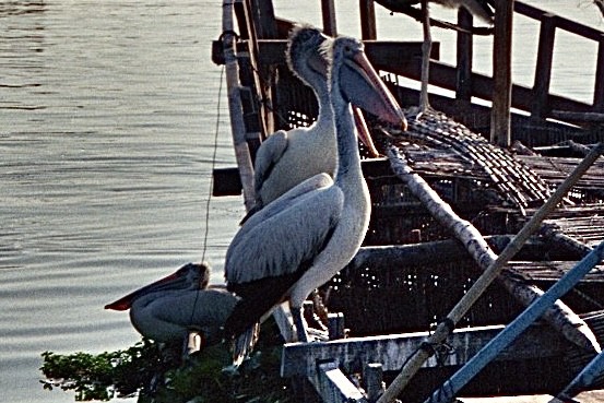 Spot-billed Pelican - ML613603369