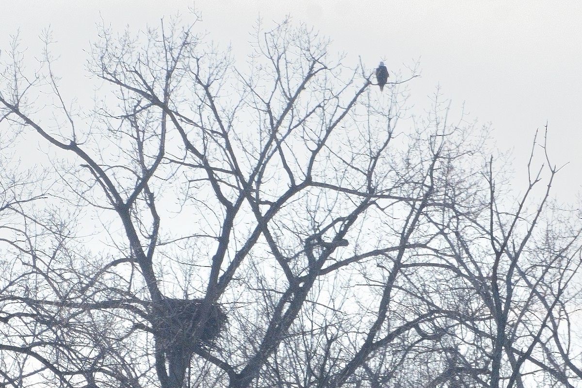 Bald Eagle - ML613603372