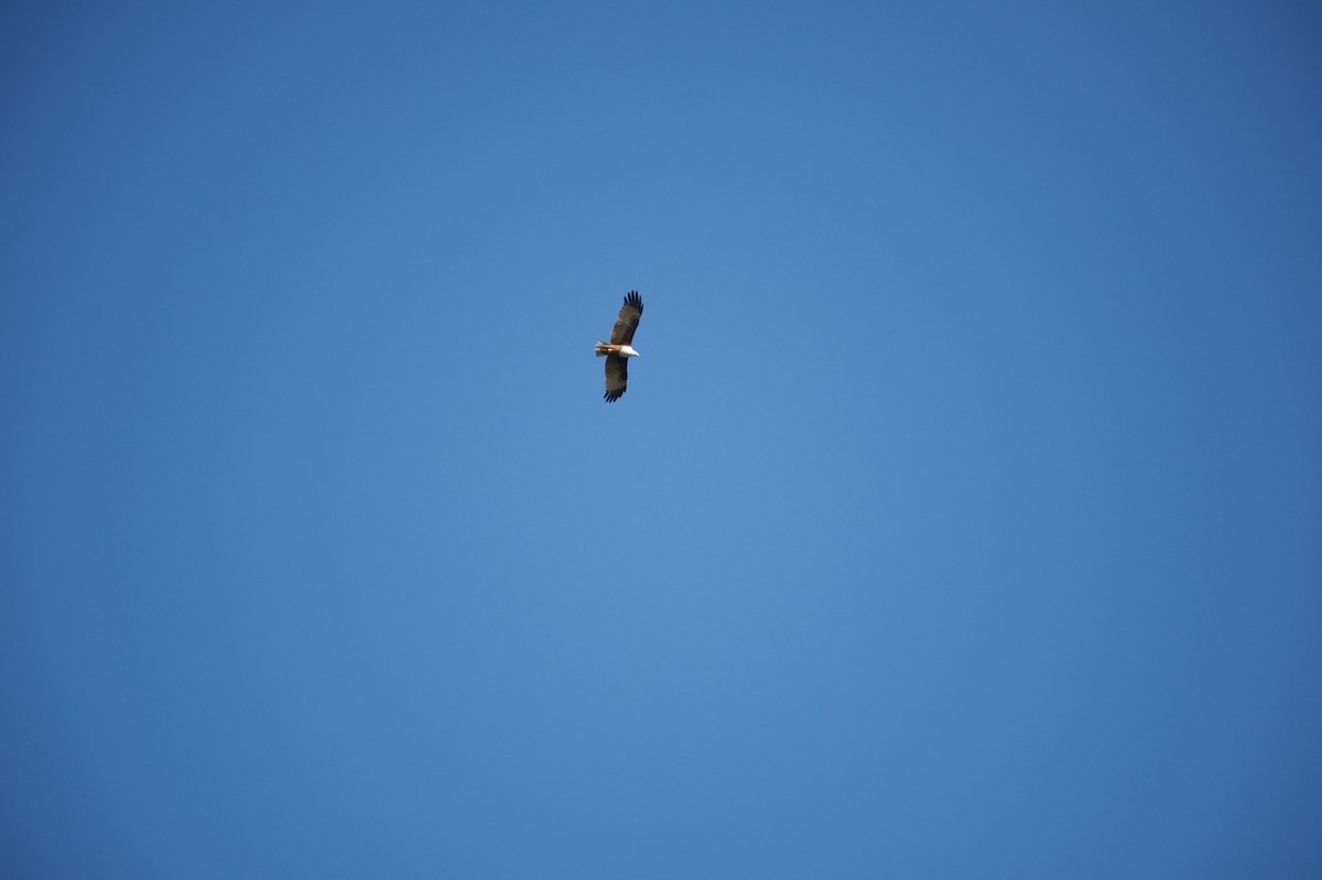 Brahminy Kite - ML613603374