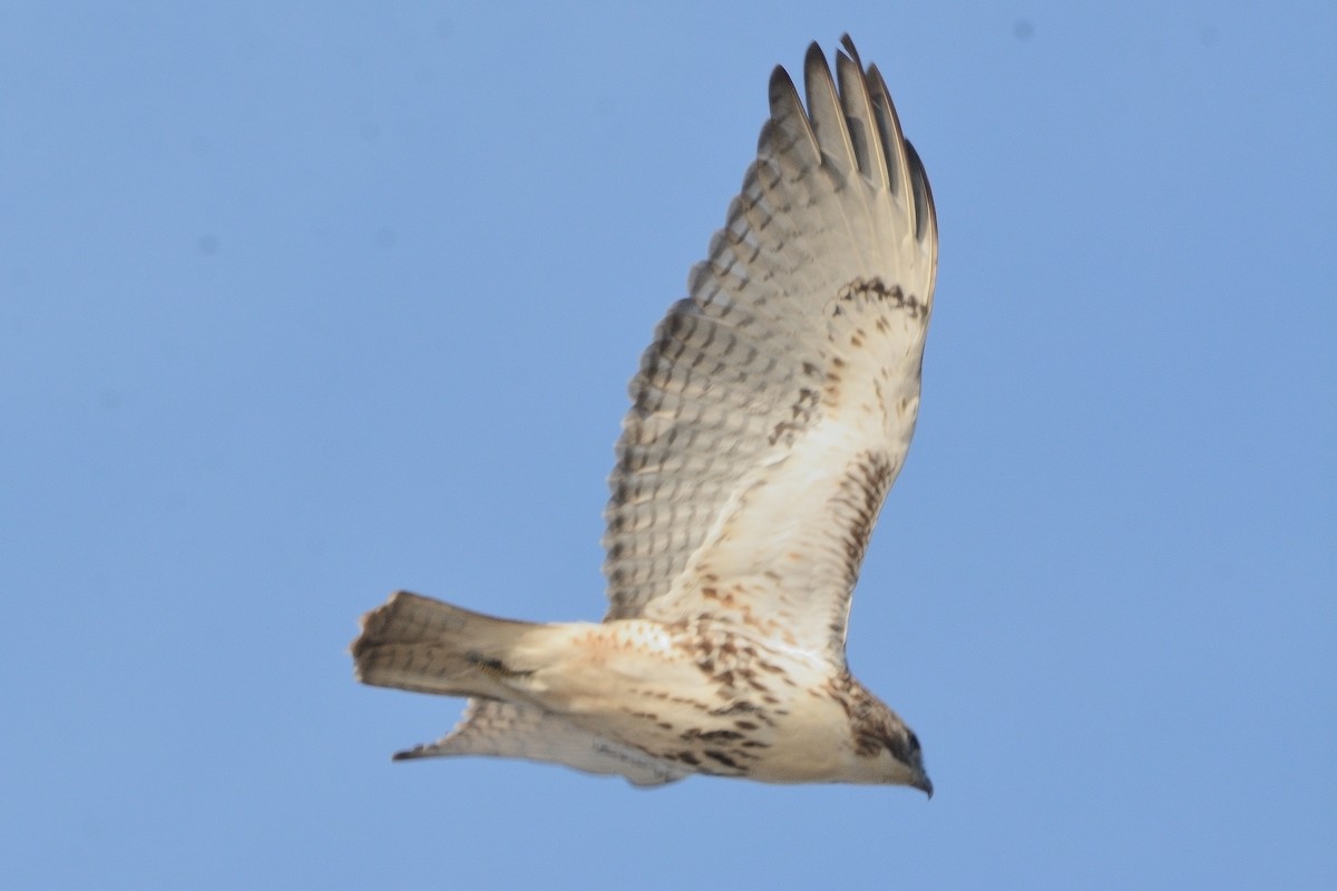 Red-tailed Hawk - John Gordinier