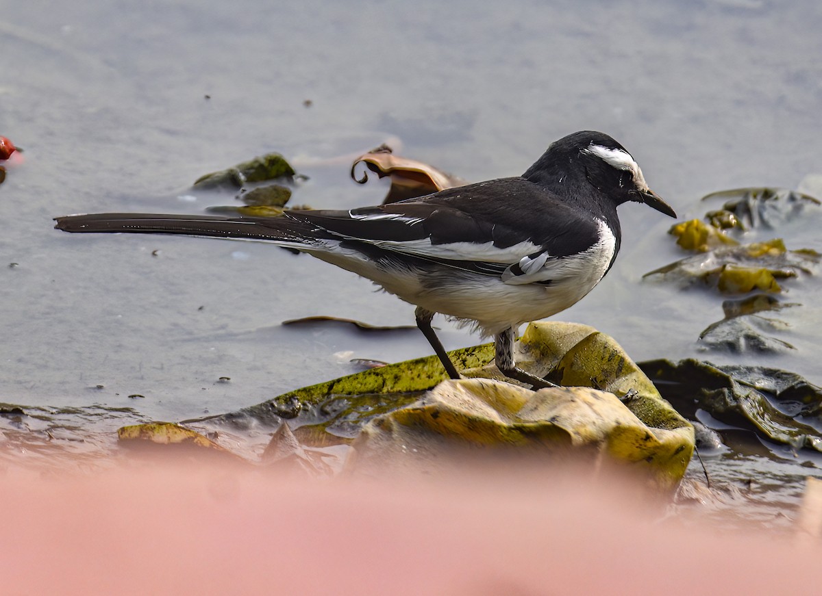 White-browed Wagtail - ML613603381