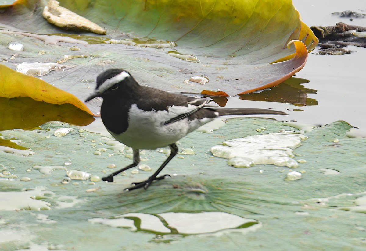 White-browed Wagtail - ML613603382