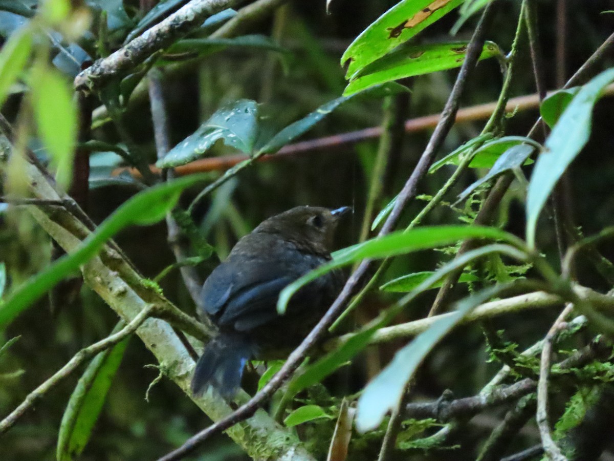 Blackish Tapaculo - ML613603464