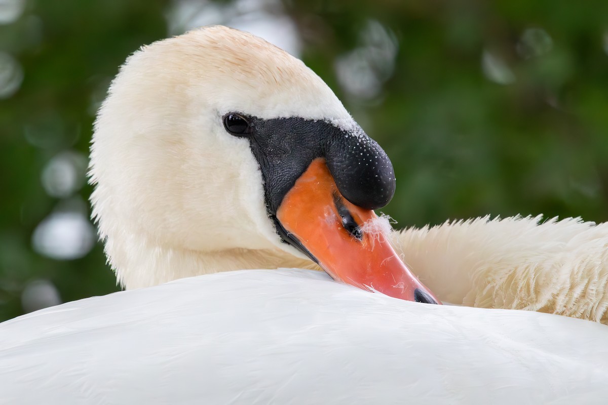 Cygne tuberculé - ML613603472