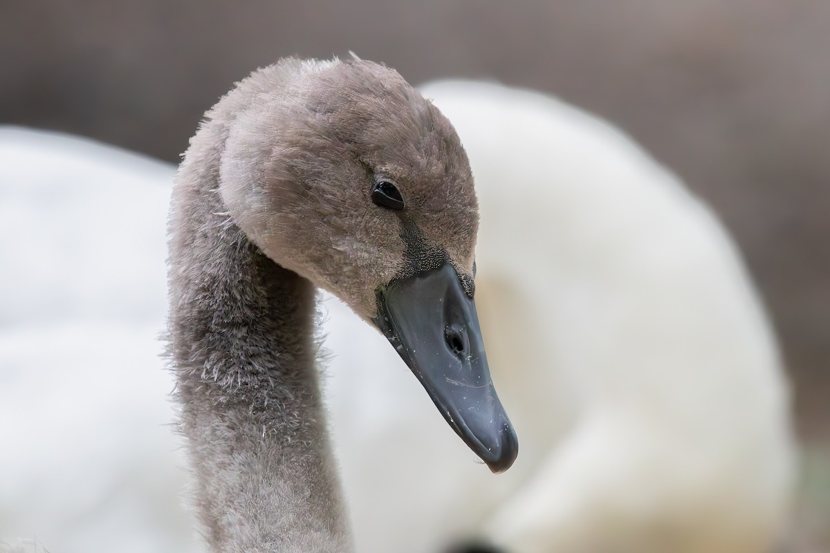 Cygne tuberculé - ML613603483