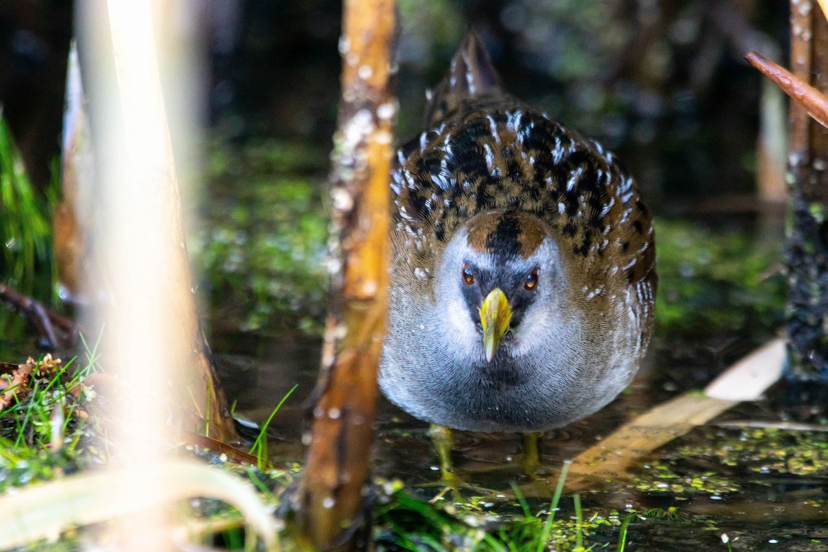 Sora - Zane Fish