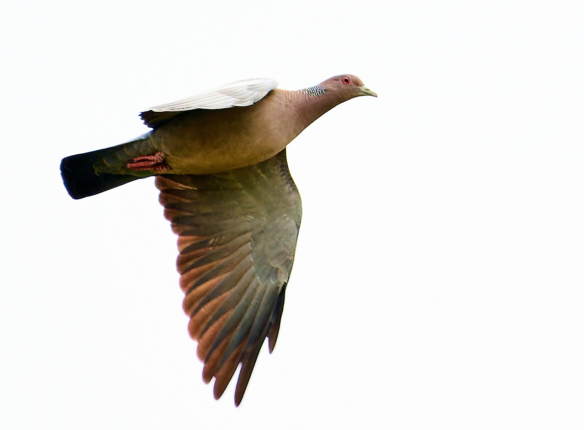 Picazuro Pigeon - ML613603651