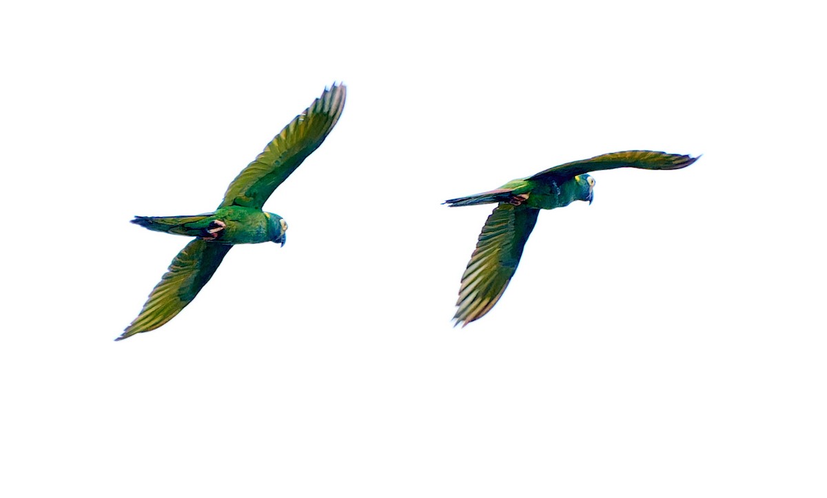 Yellow-collared Macaw - ML613603657