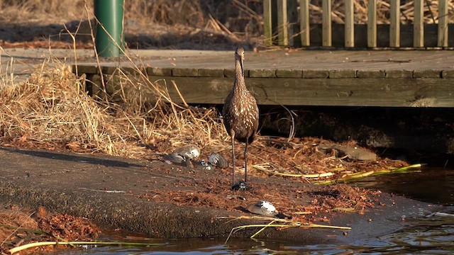 Limpkin - ML613603683