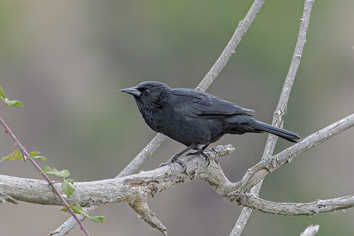 Austral Blackbird - ML613603710