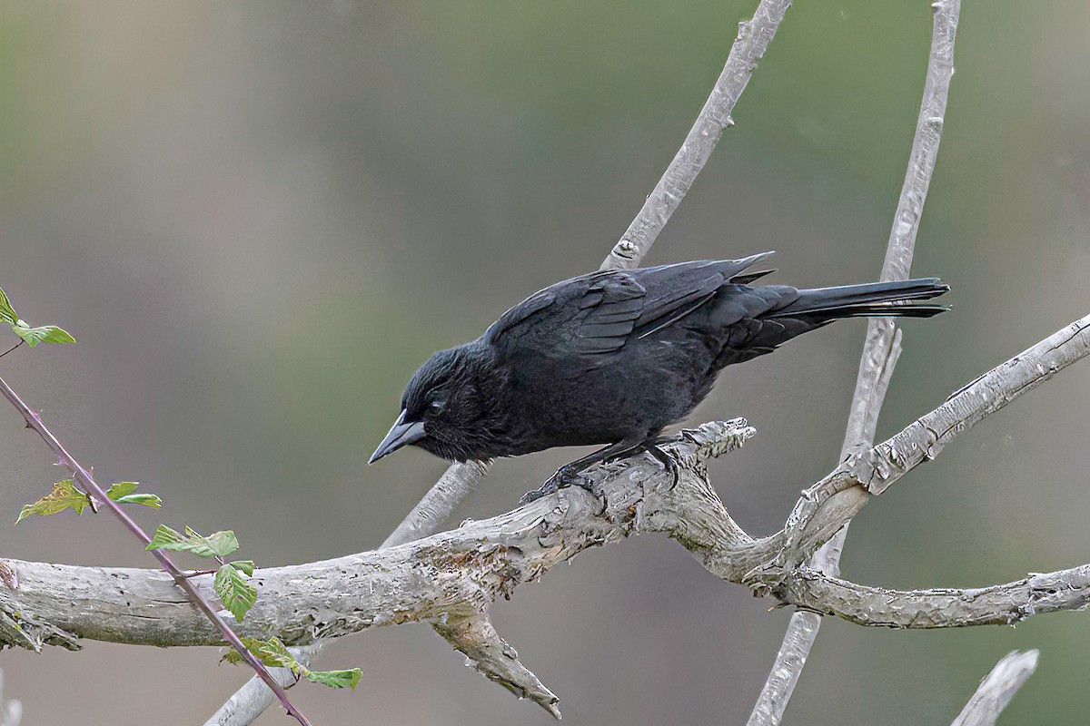 Austral Blackbird - ML613603714