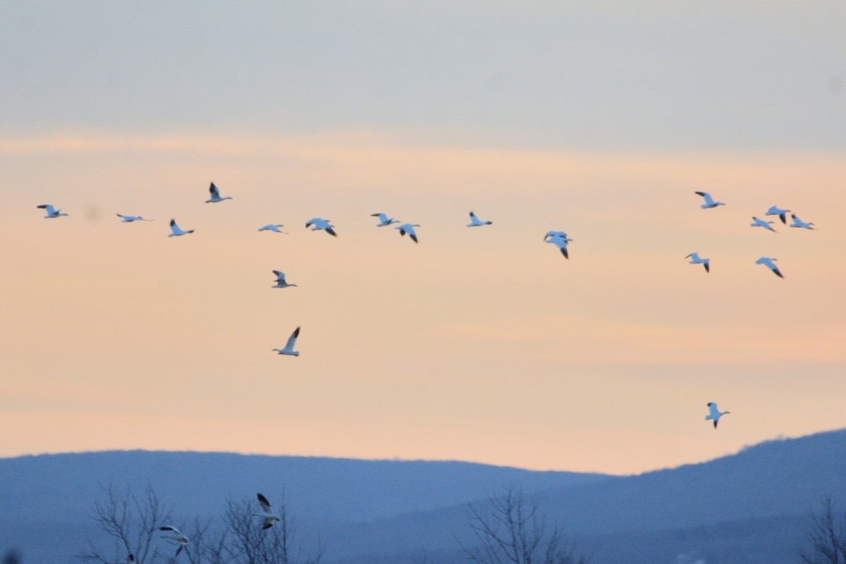 Snow Goose - ML613603776