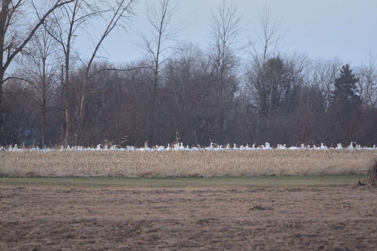 Snow Goose - ML613603778