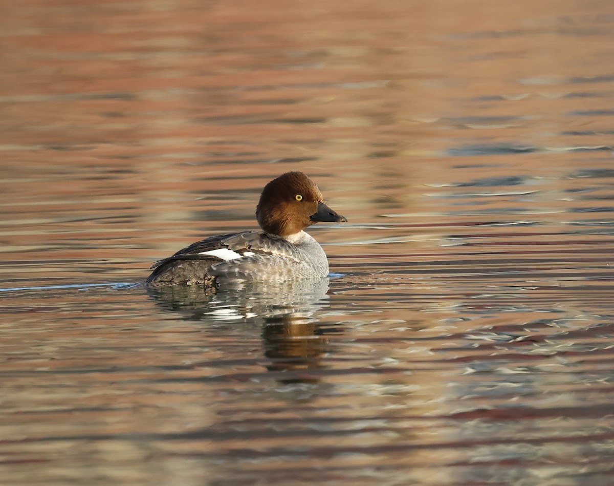 Common Goldeneye - ML613603821