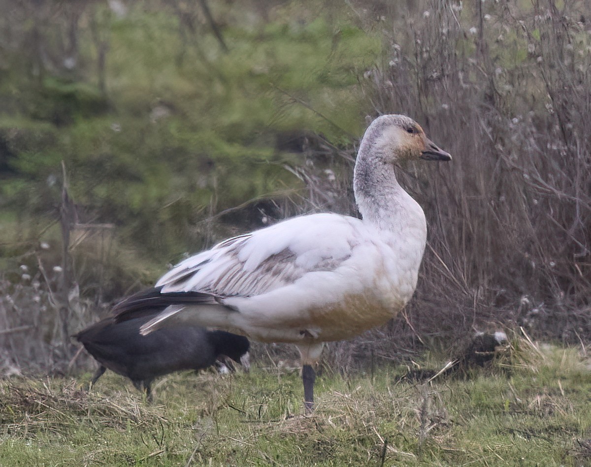 Snow Goose - ML613603941