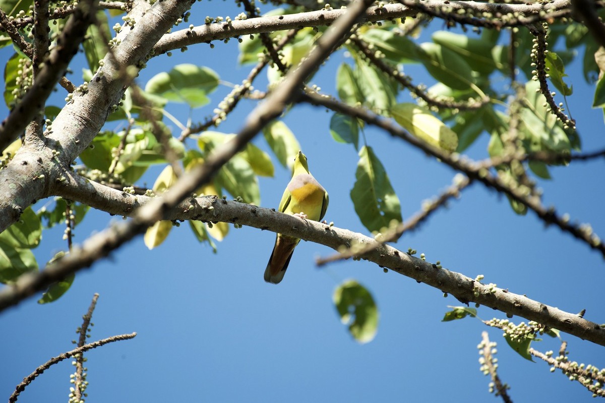 Orange-breasted Green-Pigeon - Eitan C.