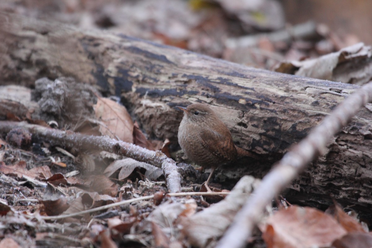 Eurasian Wren - ML613604013