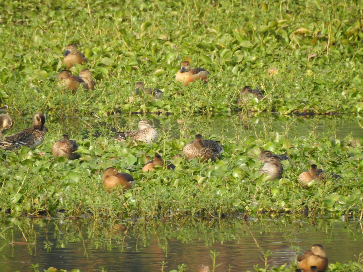 Green-winged Teal - ML613604024