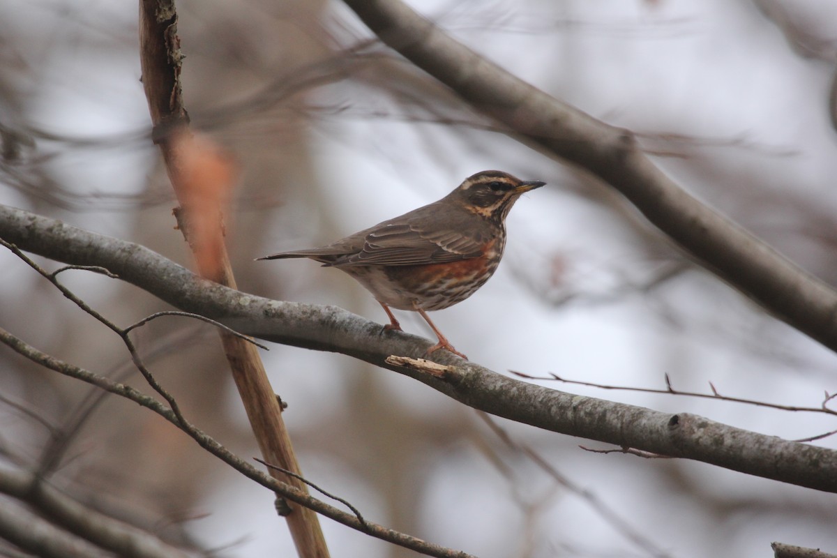 Redwing - ML613604028
