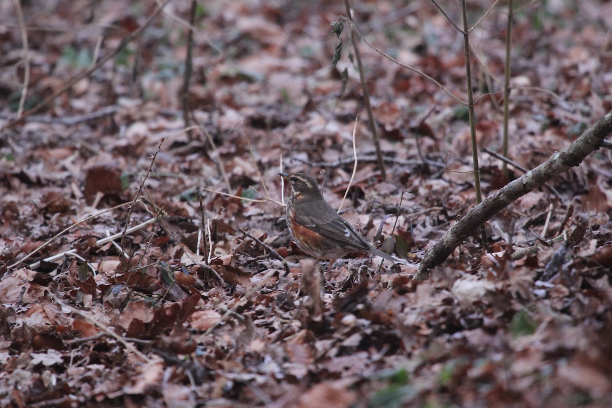 Redwing - ML613604029