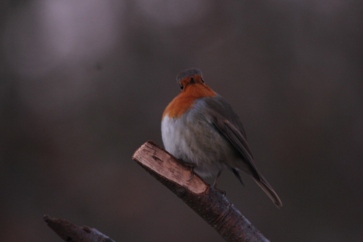 European Robin - ML613604040