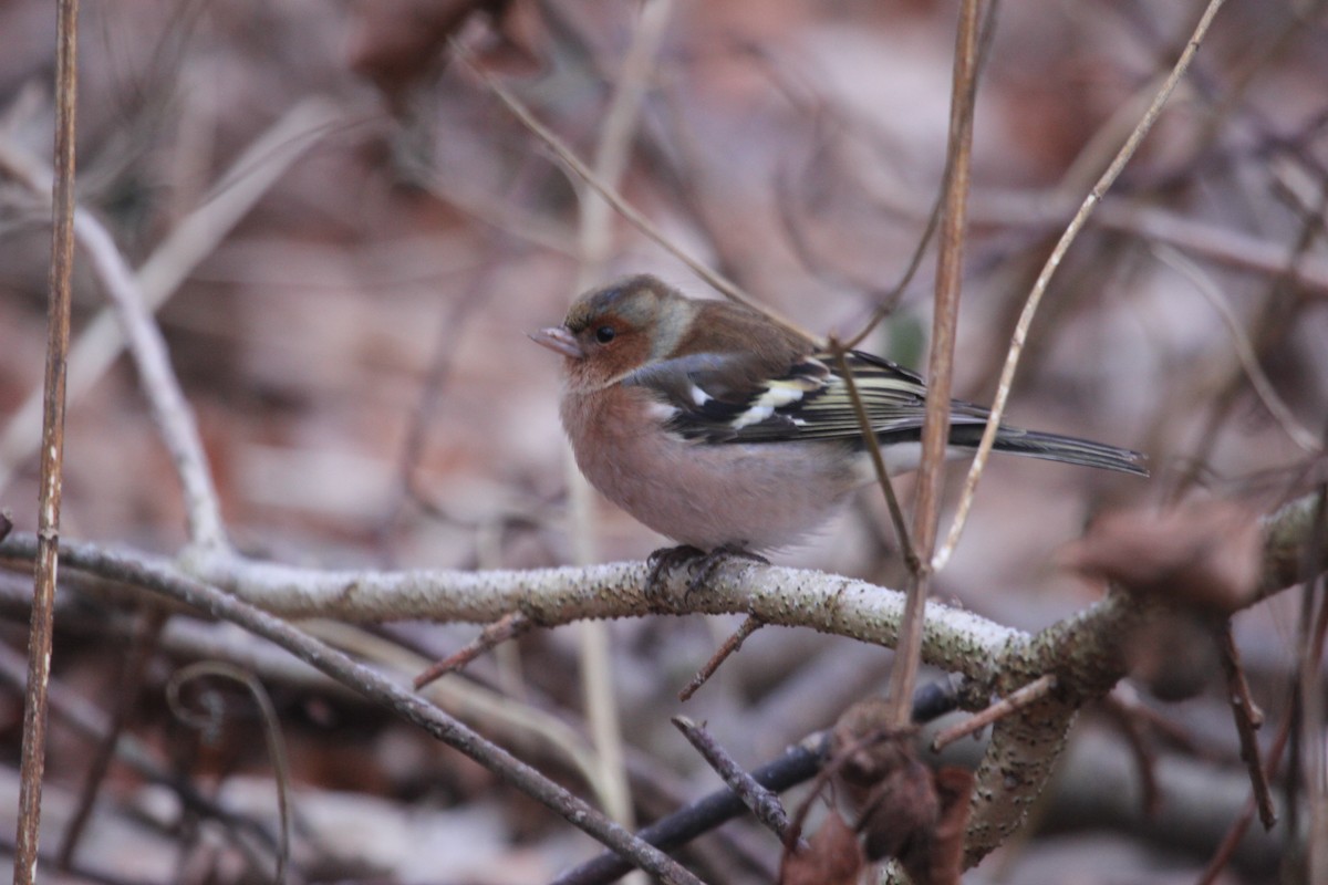 Common Chaffinch - ML613604054