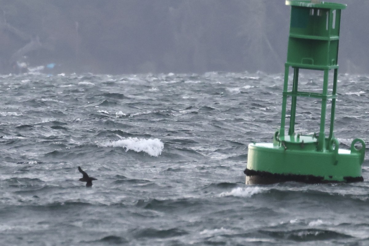 Short-tailed Shearwater - Raphael Fennimore