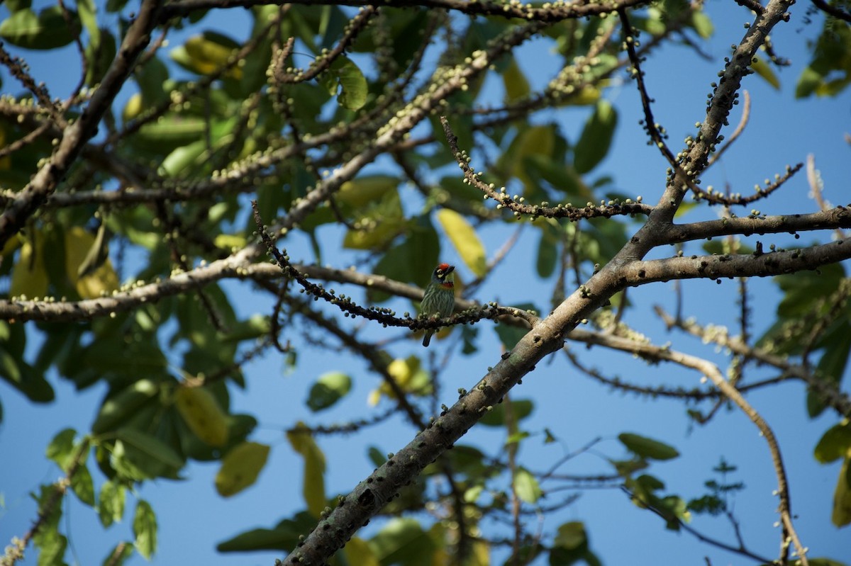 Coppersmith Barbet - Eitan C.