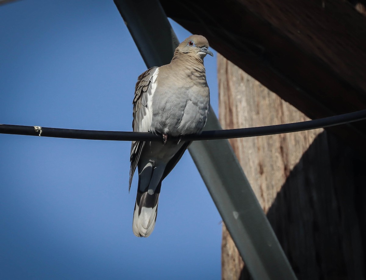 White-winged Dove - ML613604092