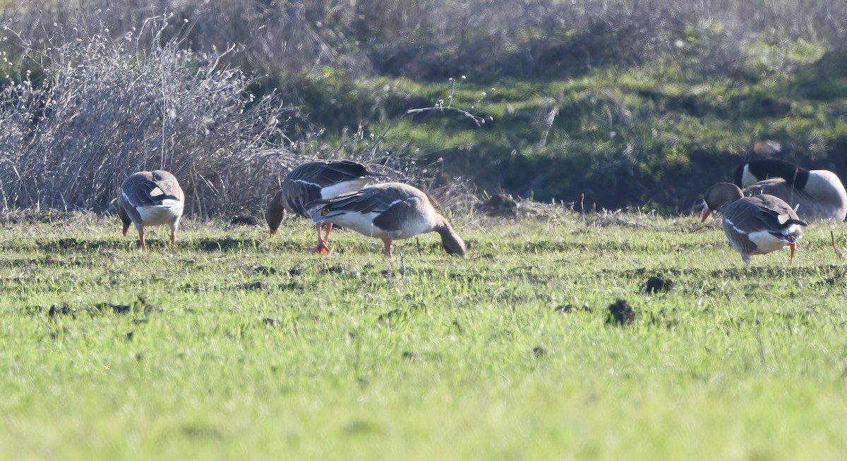 Greater White-fronted Goose - ML613604110