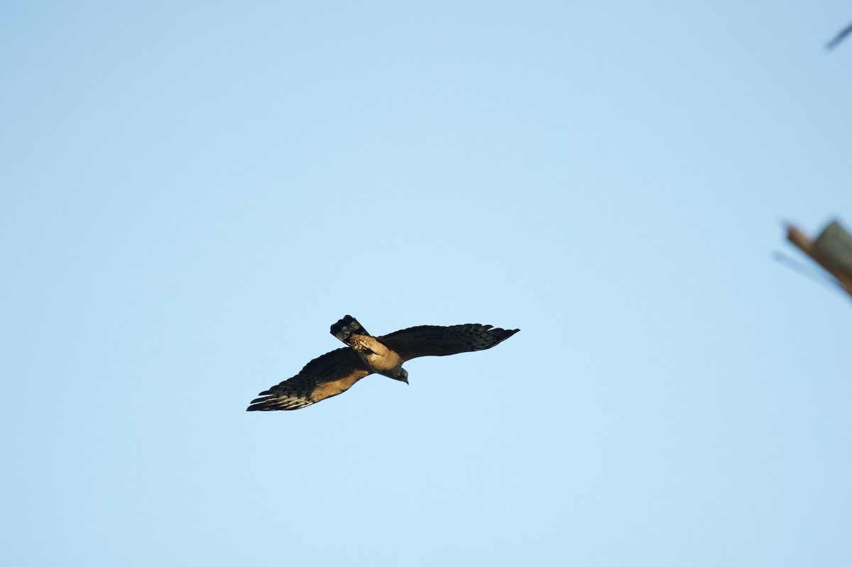 Oriental Honey-buzzard - ML613604135