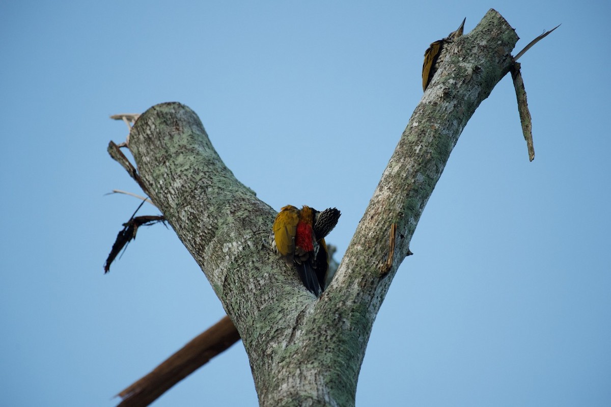 Common Flameback - Eitan C.