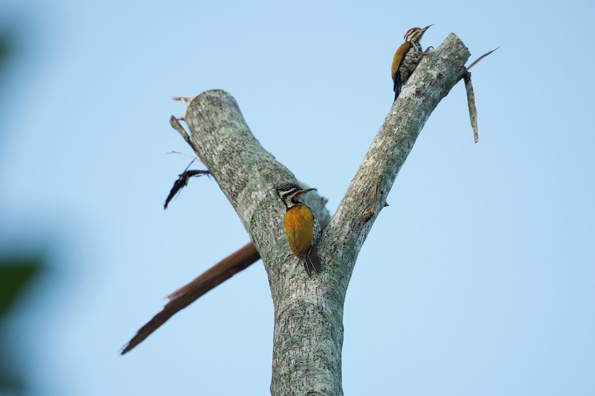 Common Flameback - ML613604170