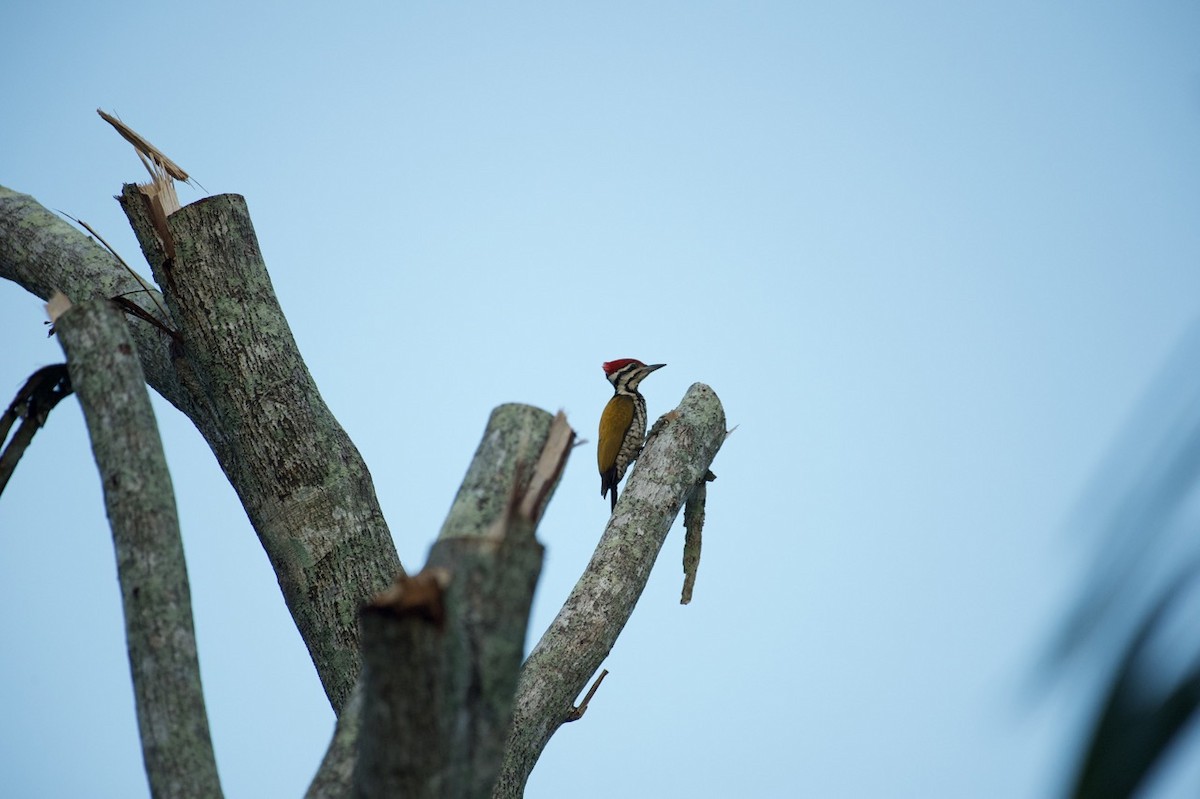 Common Flameback - ML613604178