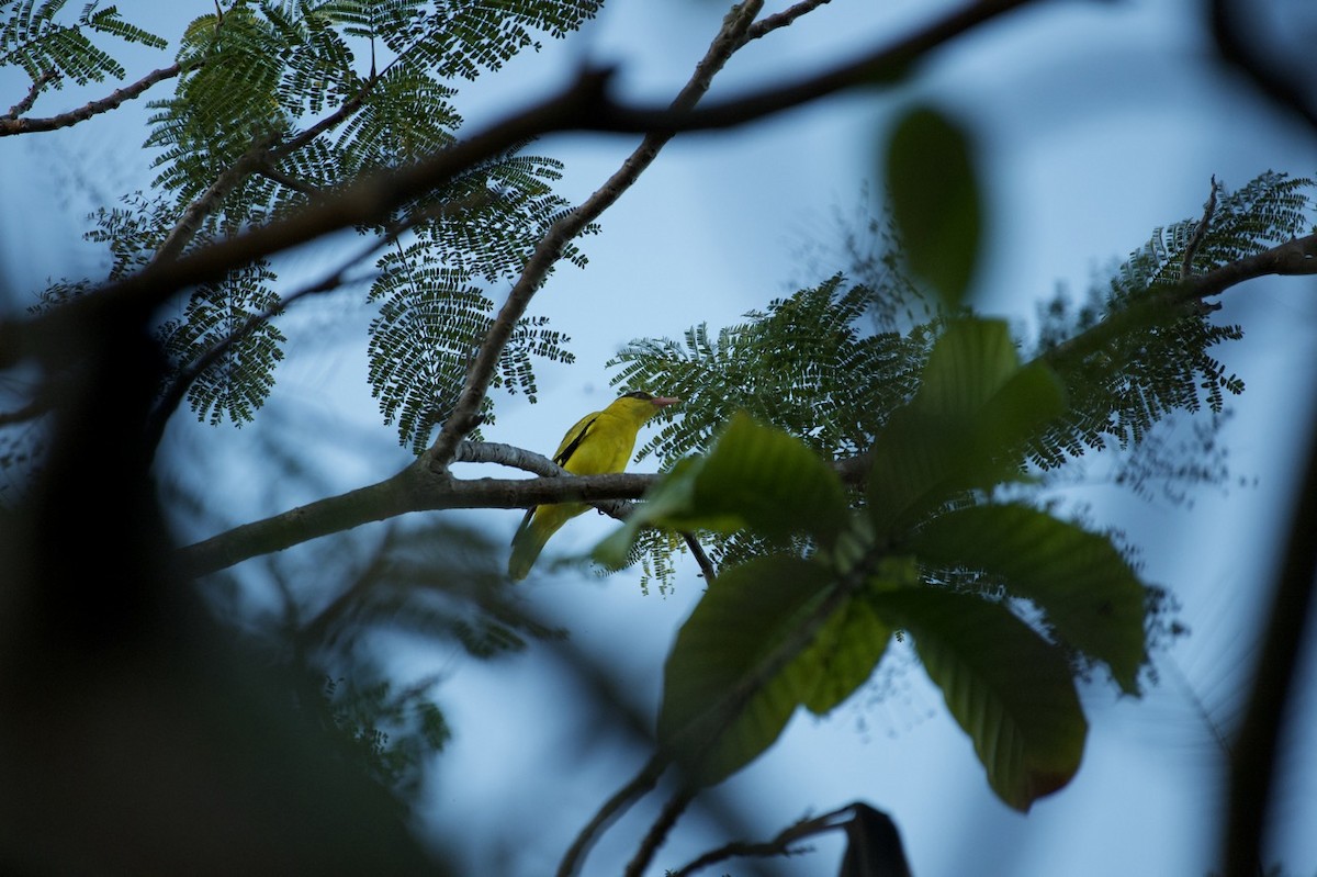 Black-naped Oriole - Eitan C.