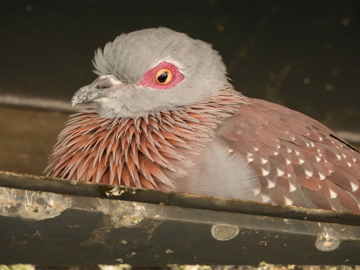 Speckled Pigeon - ANDRÉS SERRANO LAVADO