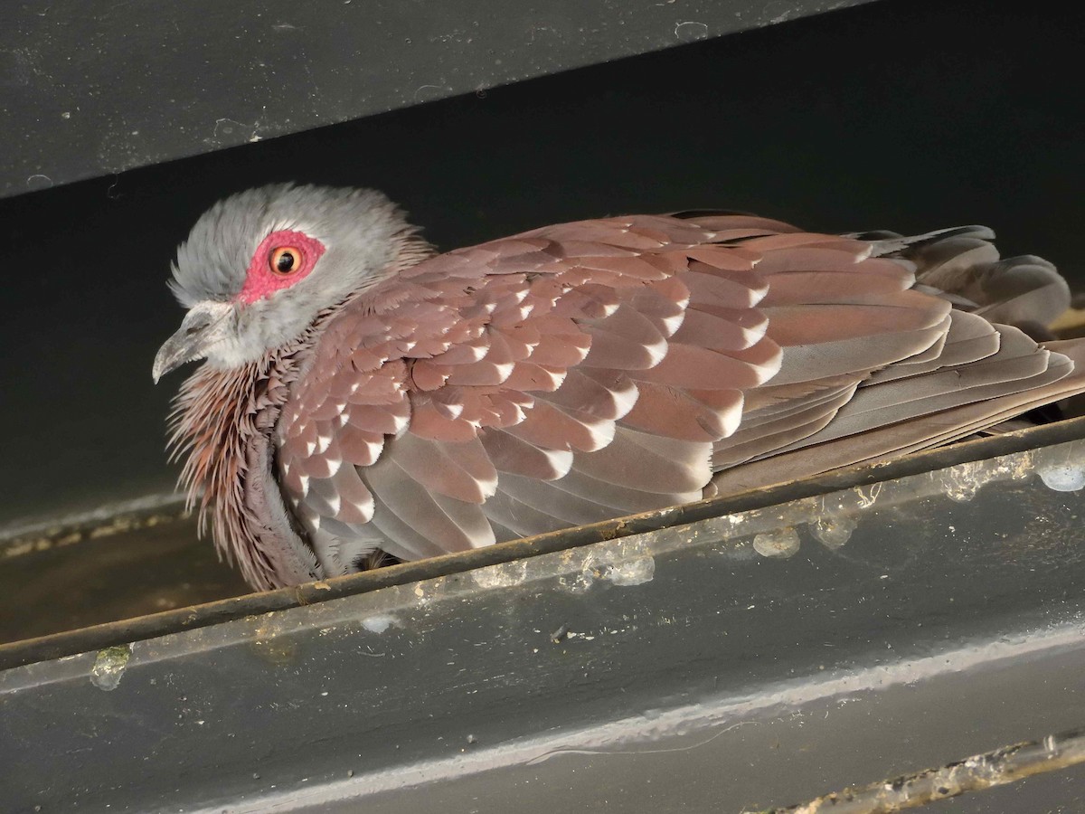 Speckled Pigeon - ANDRÉS SERRANO LAVADO