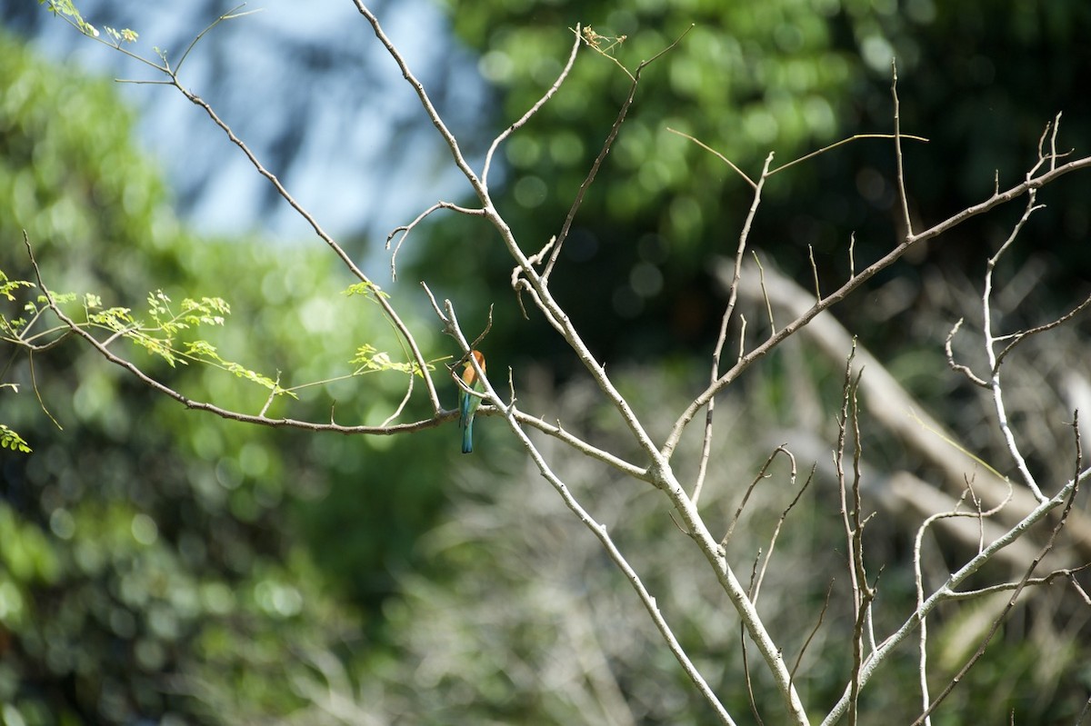Chestnut-headed Bee-eater - Eitan C.