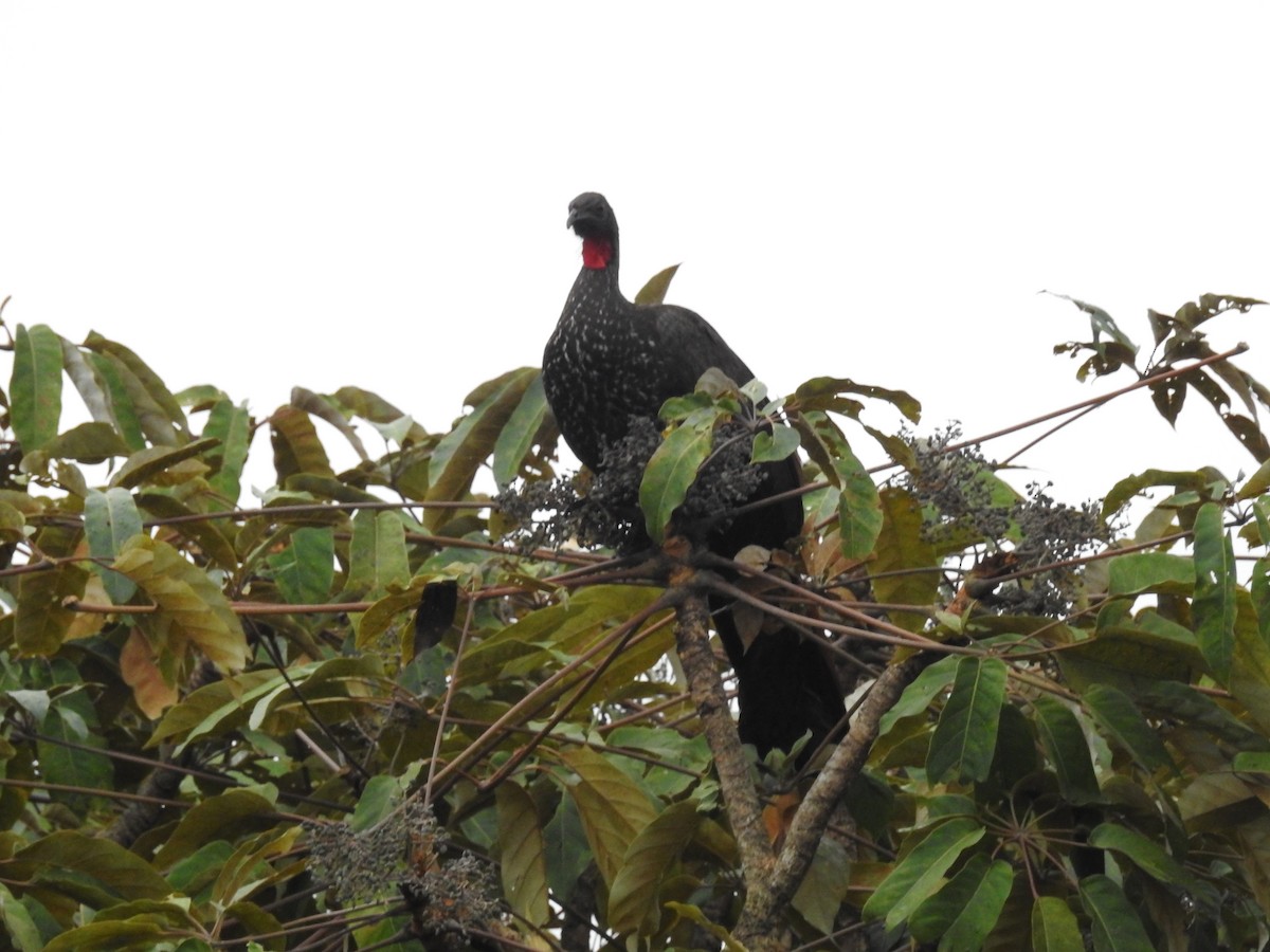 Crested Guan - Johana Zuluaga-Bonilla