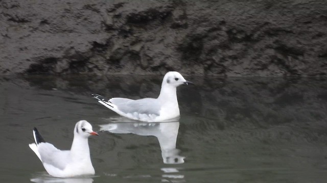 Bonaparte's Gull - ML613604328