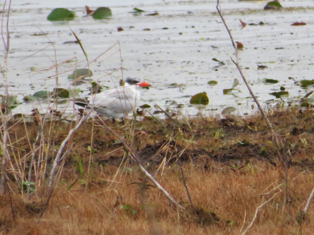 Caspian Tern - ML613604392