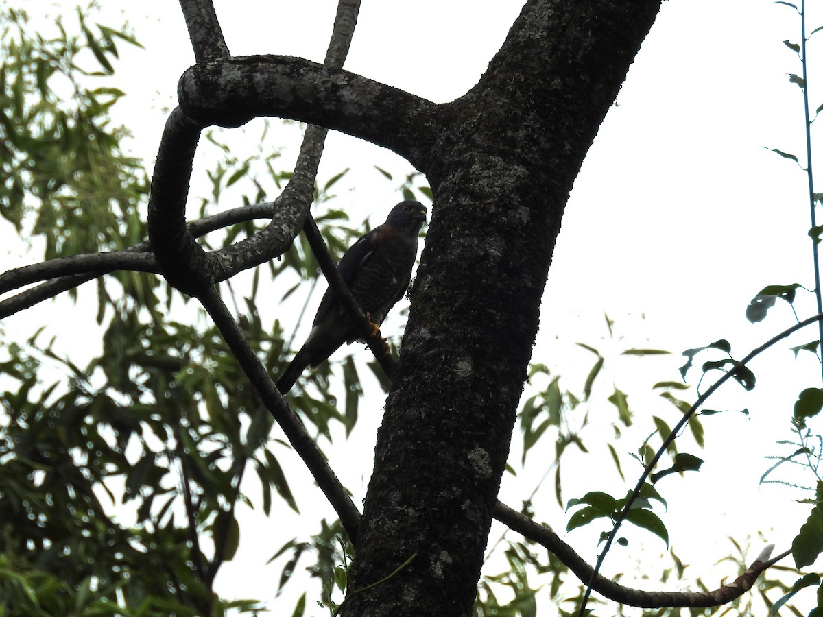 Double-toothed Kite - ML613604420