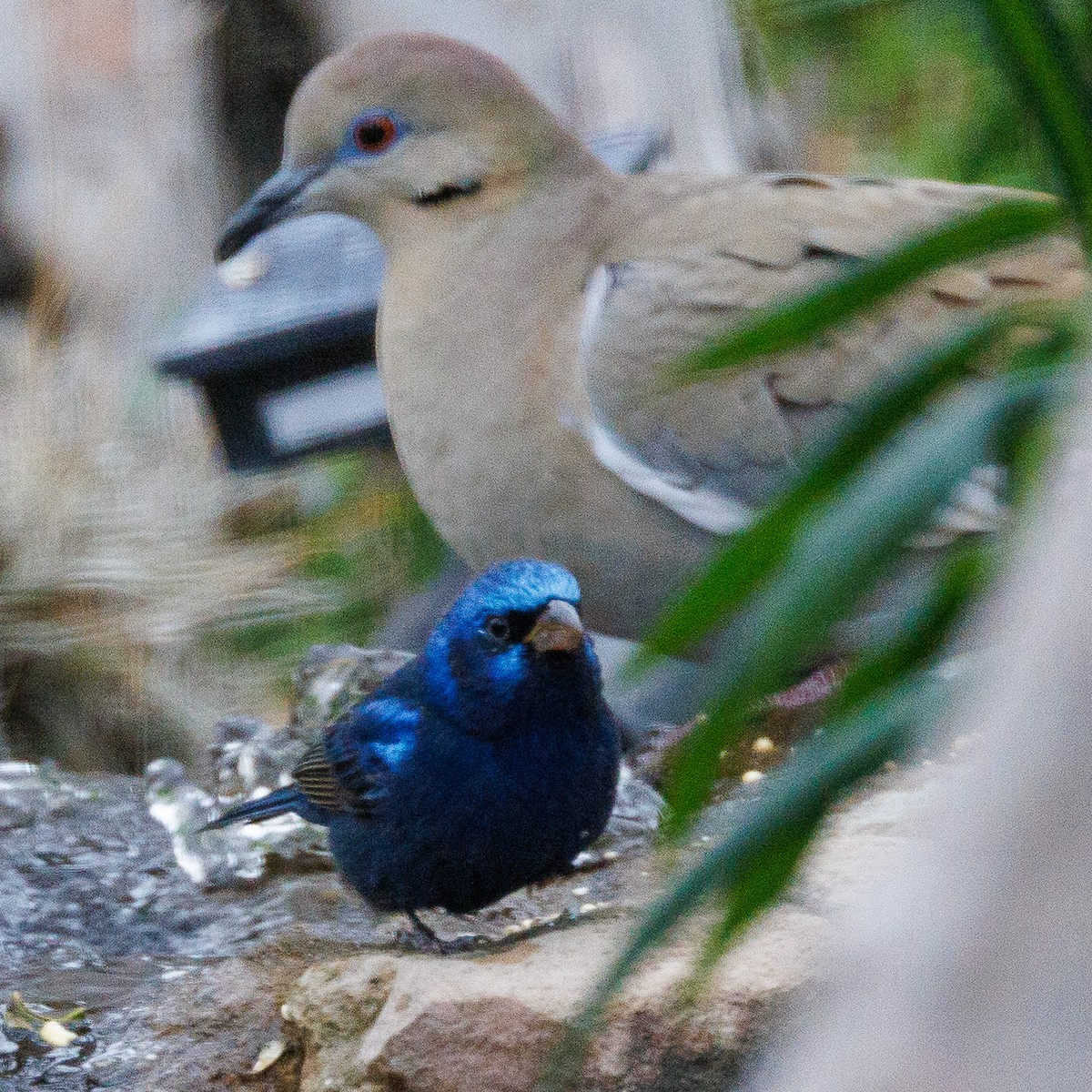 Blue Bunting - ML613604463