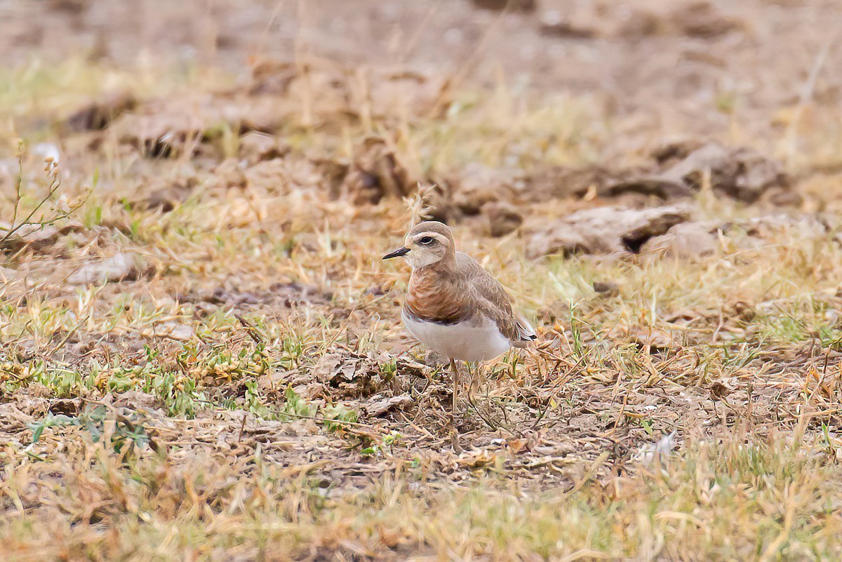 Caspian Plover - ML613604491