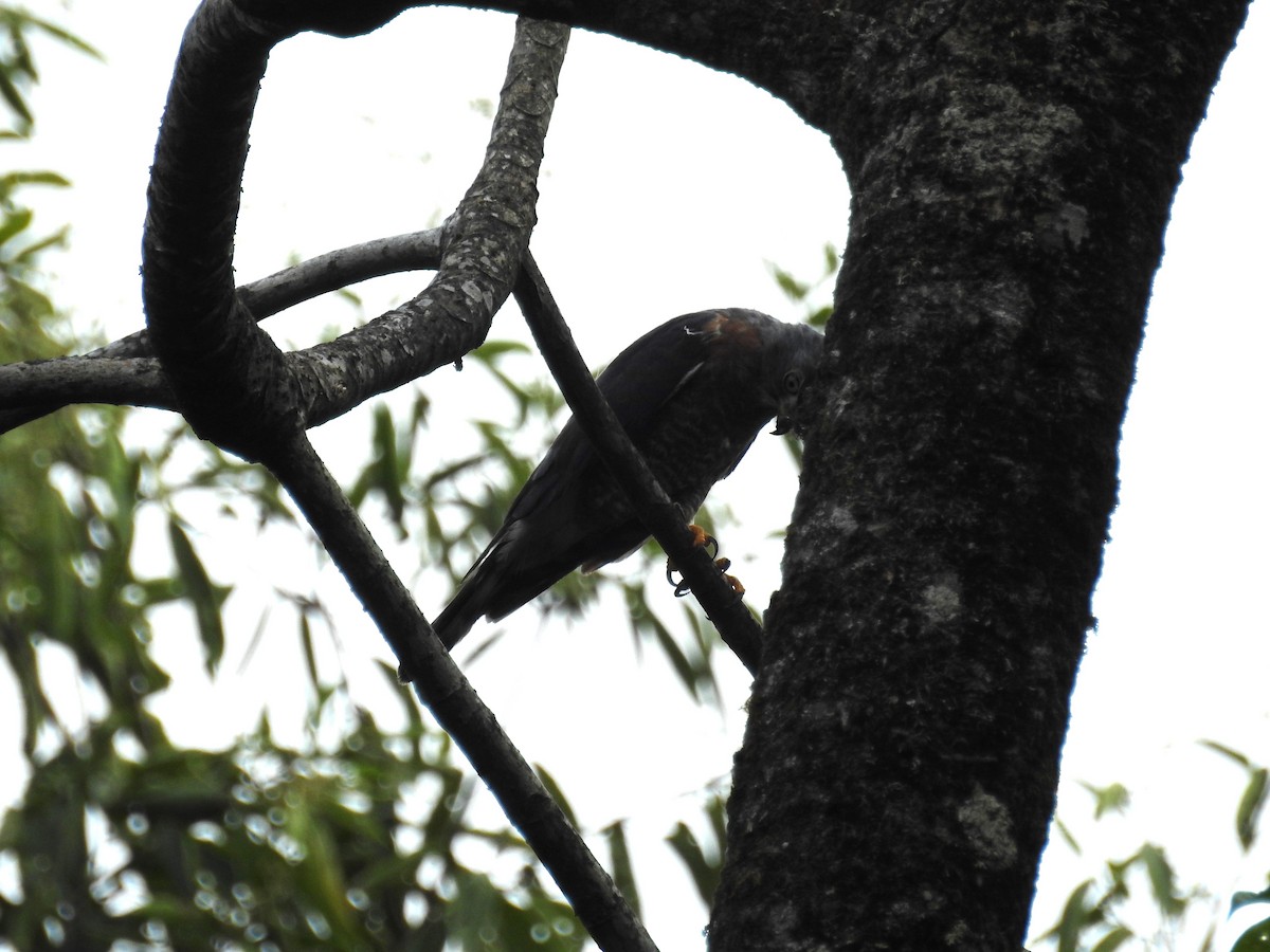 Double-toothed Kite - ML613604495