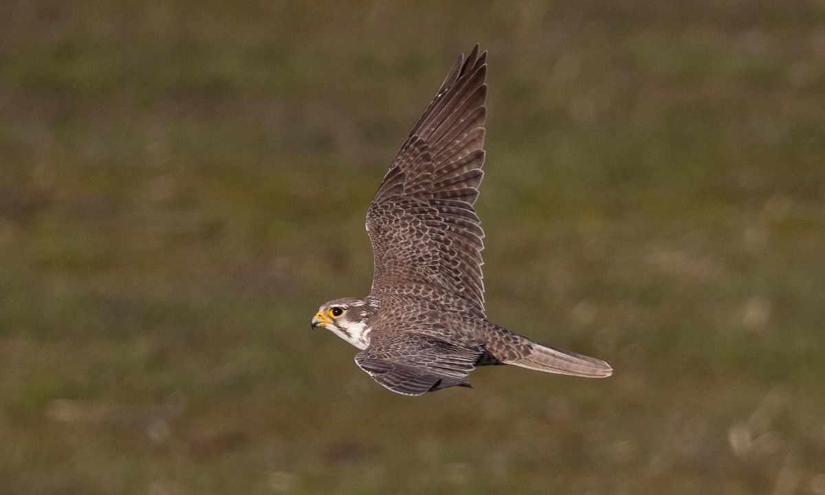 Prairie Falcon - ML613604516