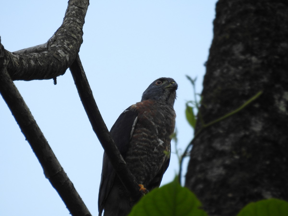 Double-toothed Kite - ML613604535