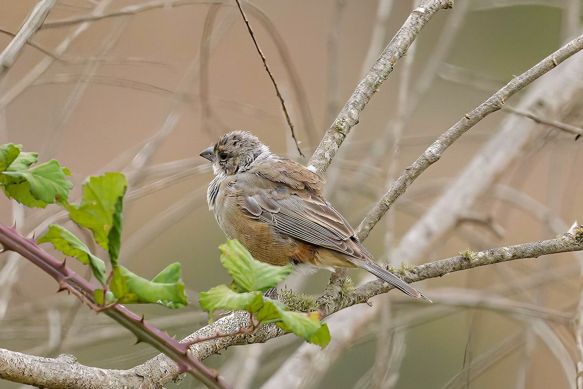 Diuca Finch - ML613604566