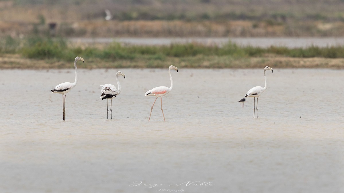 Greater Flamingo - Jorge Nubla