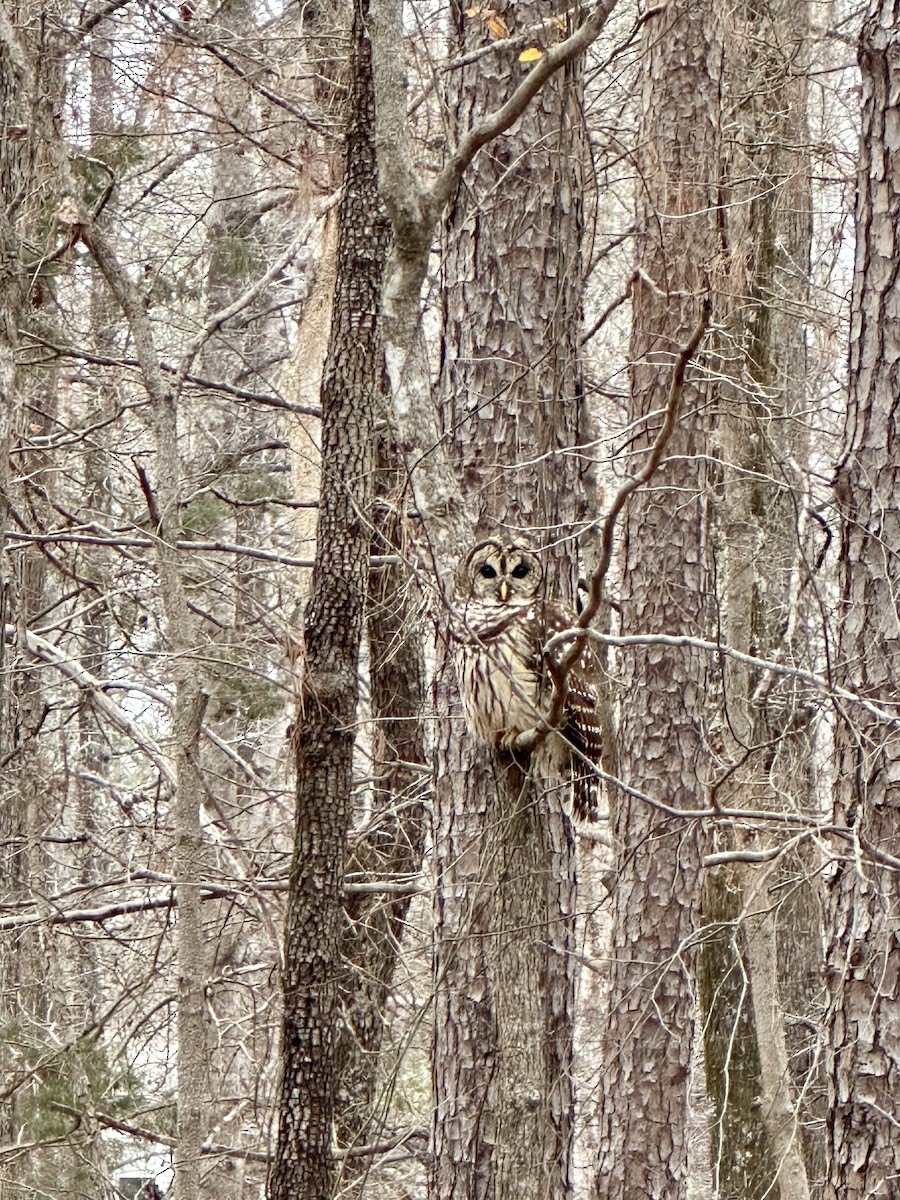 Barred Owl - Stacy Elliott